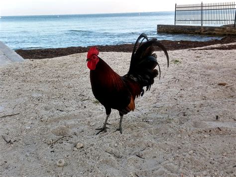 Key West Photo of the Day: Chicken Goes to the Beach | Key West Travel ...