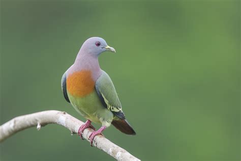 Pink-necked Green Pigeon – Birds of Singapore