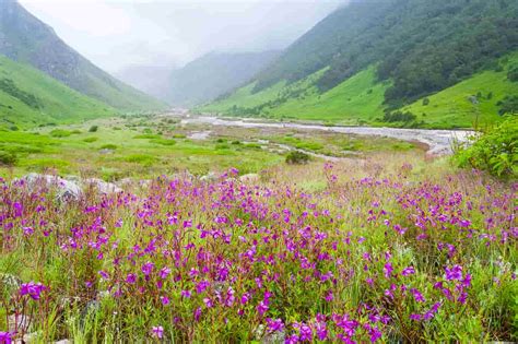 All About the Valley of Flowers, Valley of Flowers Trek