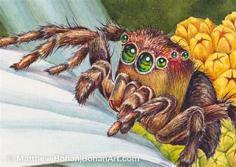 Jumping Spider Transparent Watercolor (5x7-inch original) available ...