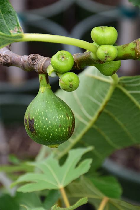 Kadota Fig (Ficus carica 'Kadota') in Long Island Westbury Nassau County Jericho Mineola New ...