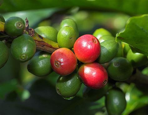 Coffee | Diseases and Pests, Description, Uses, Propagation