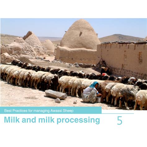 Milk and Milk Processing 5 Best Practices for Managing Awassi Sheep 5-Milking and Milk ...