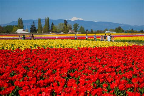 Guide to the Washington State Skagit Valley Tulip Festival | Seattle Met