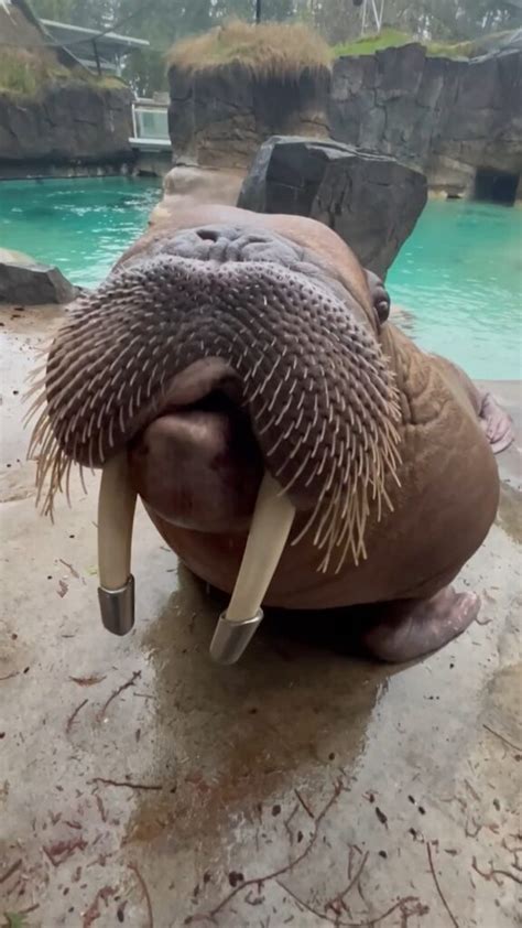 Incredible Walrus Sounds - Zoo Guide