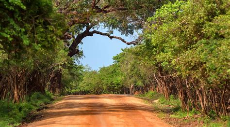 Full Guide to Yala National Park - Sri Lanka | Trip Ways