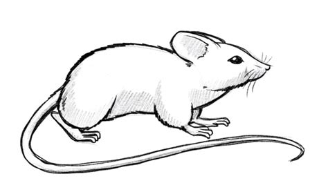 Learn to draw a mouse - Exercise with simple shapes [VIDEO ...