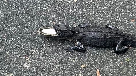 Half-mouthed alligator avoids capture in Florida: 'I felt terrible for ...