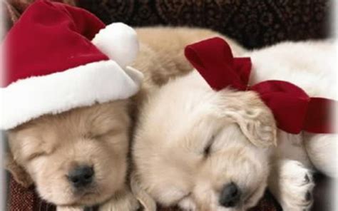 cute christmas puppies | Awesome Wallpapers