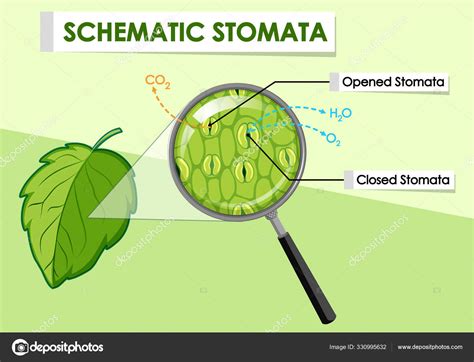 Leaf Stomata Diagram