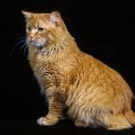 Cymric Cat Breed Information With Photos