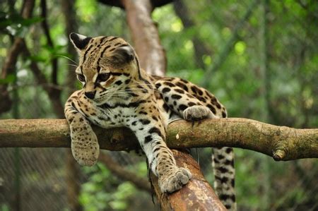 Cute Margay - Cats & Animals Background Wallpapers on Desktop Nexus (Image 889933)