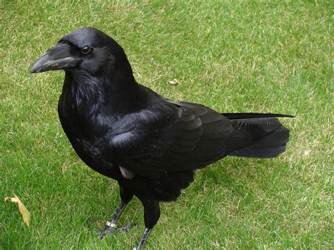 Corvus corax - Wikipedia, la enciclopedia libre