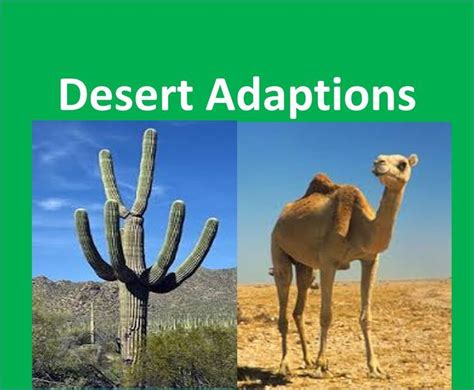 146 best desert ANIMALS images on Pinterest | Desert animals, Animal activities and Crafts for kids