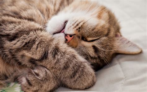 Sleeping Cat wallpaper | 1024x768 | #3818