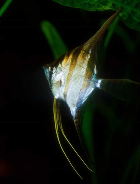 Pterophyllum altum (Altum Angel) — Seriously Fish