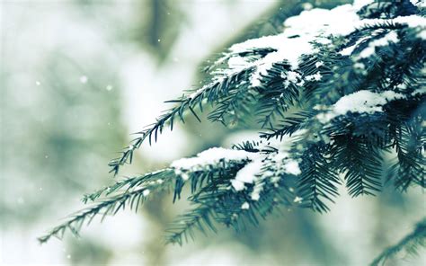 http://wallpapersonthe.net/wallpapers/b/3840x2400/3840x2400-snow_pine_pine_branch_covered_in ...