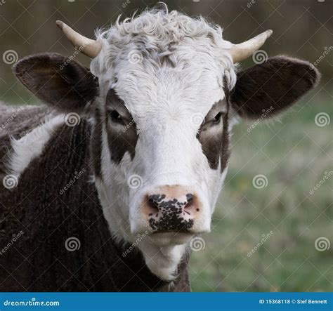 Cow, Brown & White Royalty Free Stock Photos - Image: 15368118