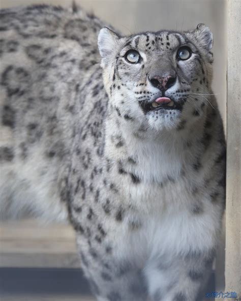 Daily snow leopards - Day 730 : r/snowleopards