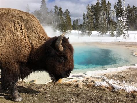 A Buffalo in Yellowstone : pics