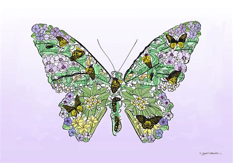 The Golden Birdwing Butterfly Life Cycle Digital Art by Janet Collenette