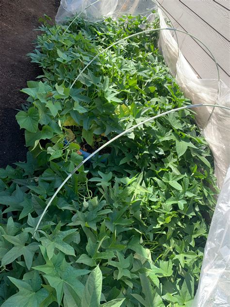 Sweet potatoes in containers - General Gardening - Growing Fruit