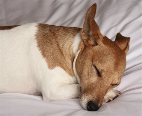 What Causes Sleep Incontinence in Dogs and How to Manage It - Miss ...