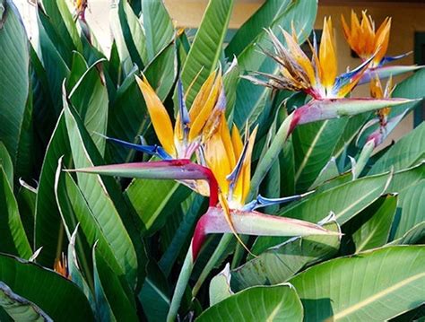 Orange Purple Blooms Bird of Paradise Plant Strelitzia Live - Etsy