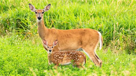 Whitetail Doe Nutrition and Fawn Survival