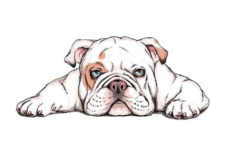 English Bulldog Cartoon Images – Browse 75,896 Stock Photos, Vectors ...