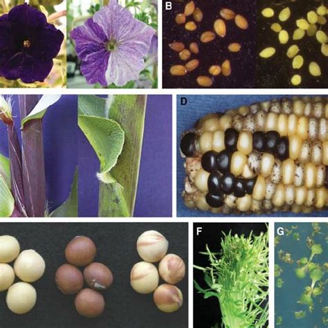 (PDF) Epigenetic Regulation in Plants