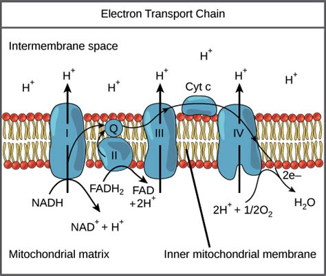 Oxidative Phosphorylation Cycle