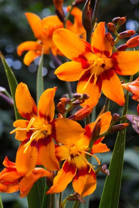 Crocosmia - Anglia Bulb Company