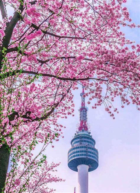 Where to See Cherry Blossoms in Seoul • Hoponworld | Cherry blossom ...