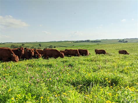 Choosing Grass Fed and Grass Finished Beef — Grass Fed Cattle Co.