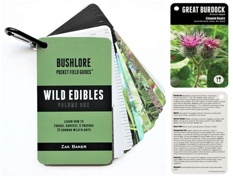 Buy Bushlore Wild Edible Plants Cards - 19 Pocket Field Guide Emergency ...