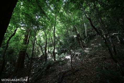 Karst forest in China