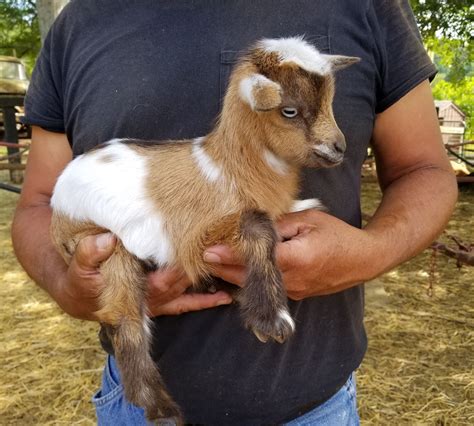 Miniature Nigerian Dwarf Goats - Tanglewood Farm Miniatures