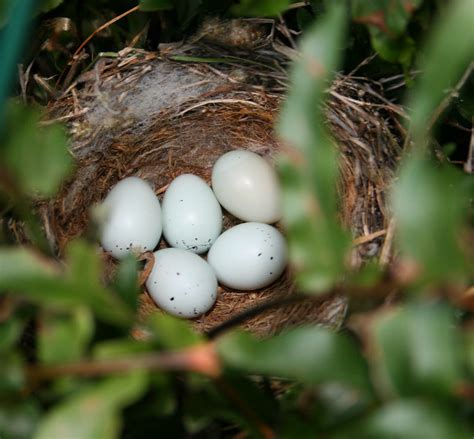 House Finch eggs | Flickr - Photo Sharing!