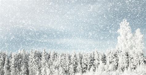 Winter background with snowy weather in the forest Stock Photo by ...