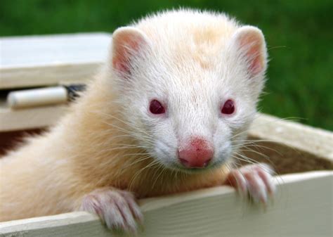 Boo the albino ferret | ferrets | Pinterest