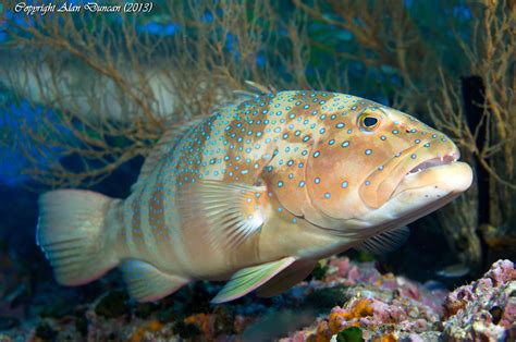 Leopard Coral Grouper displaying a colour/pattern variation at Sail ...