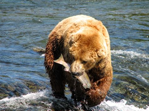 Katmai Brown Bears in the Wild: Catching Salmon at the Brooks Falls - Ze Wandering Frogs