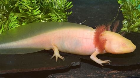 Albino Axolotl: Info & Care Guide for Beginners (with Pictures) | Pet Keen