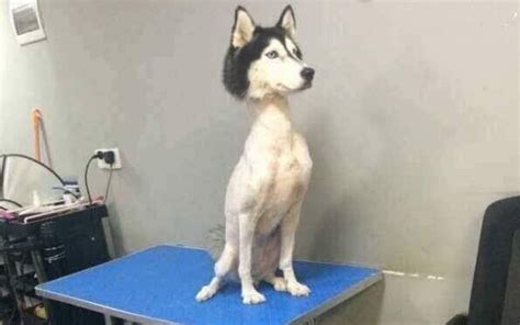 Husky with no hair - viral photo prompts questions and concerns