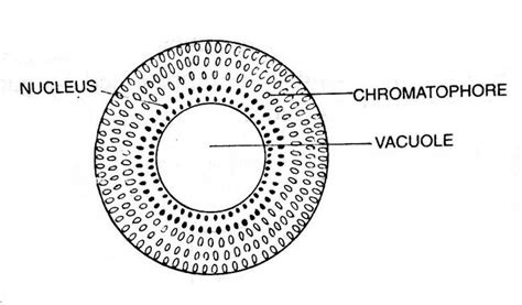 Vaucheria: Features, Occurrance, Structure, Reproduction