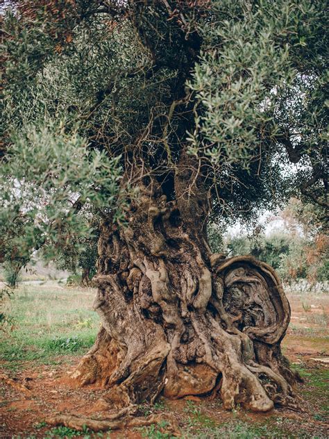 An ancient olive tree in Puglia, Italy over 1500 years old!