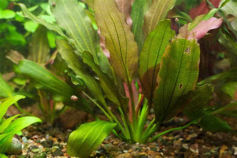 Top 11 Best Plants For Keeping and Breeding Guppies (pics) – Aquarium ...