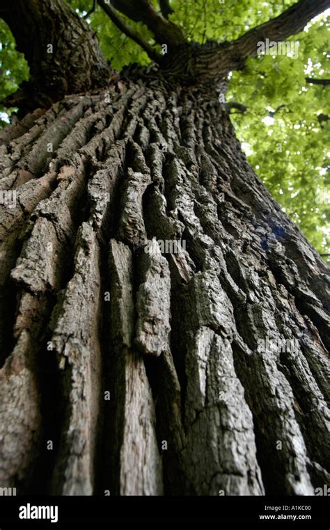 bark of oak tree Stock Photo - Alamy