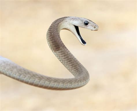 The 25 Toughest Animals on Earth | Mamba snake, Black mamba snake, Black mamba